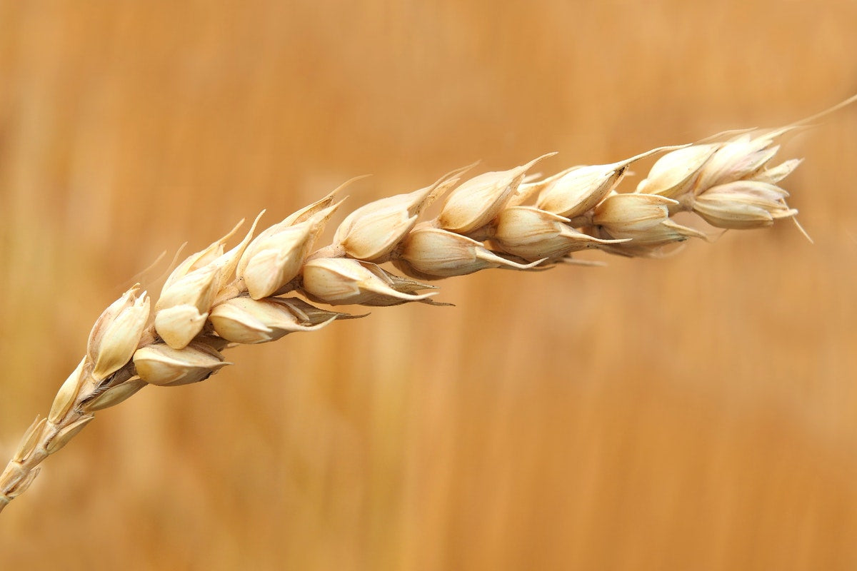 El Impacto del Gluten en la Enfermedad Celíaca